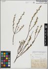 Foto von Salix repens L.